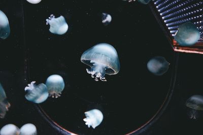 Close-up of fish swimming in sea