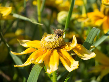 Close-up of bee on flowers against blurred background