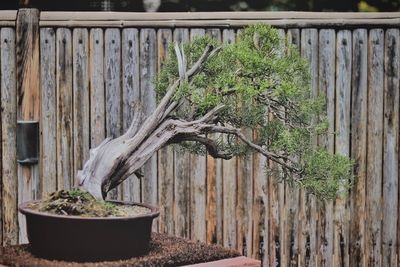 Close-up of potted bonsai tree against wooden fence