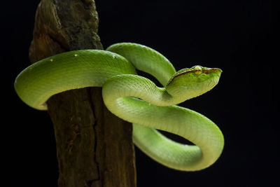 Close-up of fresh green plant against black background