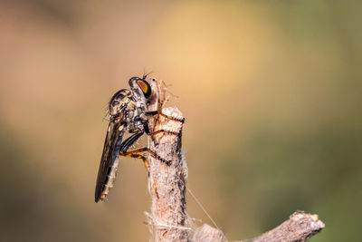 Close-up of insect