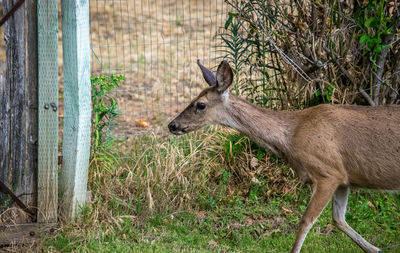 Doe walking on field against fence