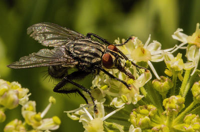 Close-up of insect on plant