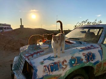 Cat sitting in car against sky during sunset