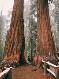Man standing by tree trunk