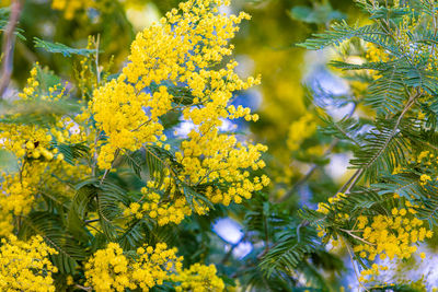 Close-up of yellow flowering plant