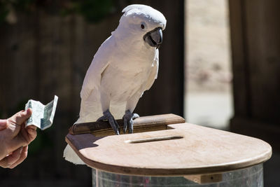 Close-up of white cockatoo