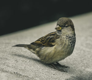 Sparrow urban perch closeup