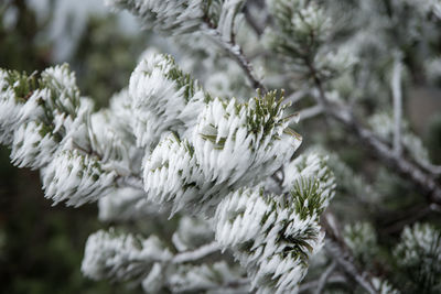 Close-up of tree during winter