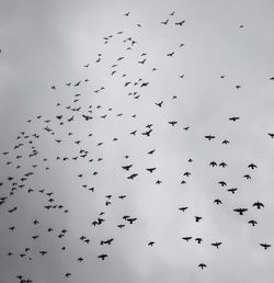 Low angle view of birds flying in the sky