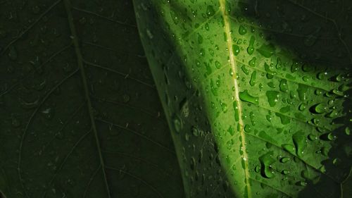 Close-up of water drops on leaf