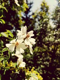 Close-up of white flowering plant