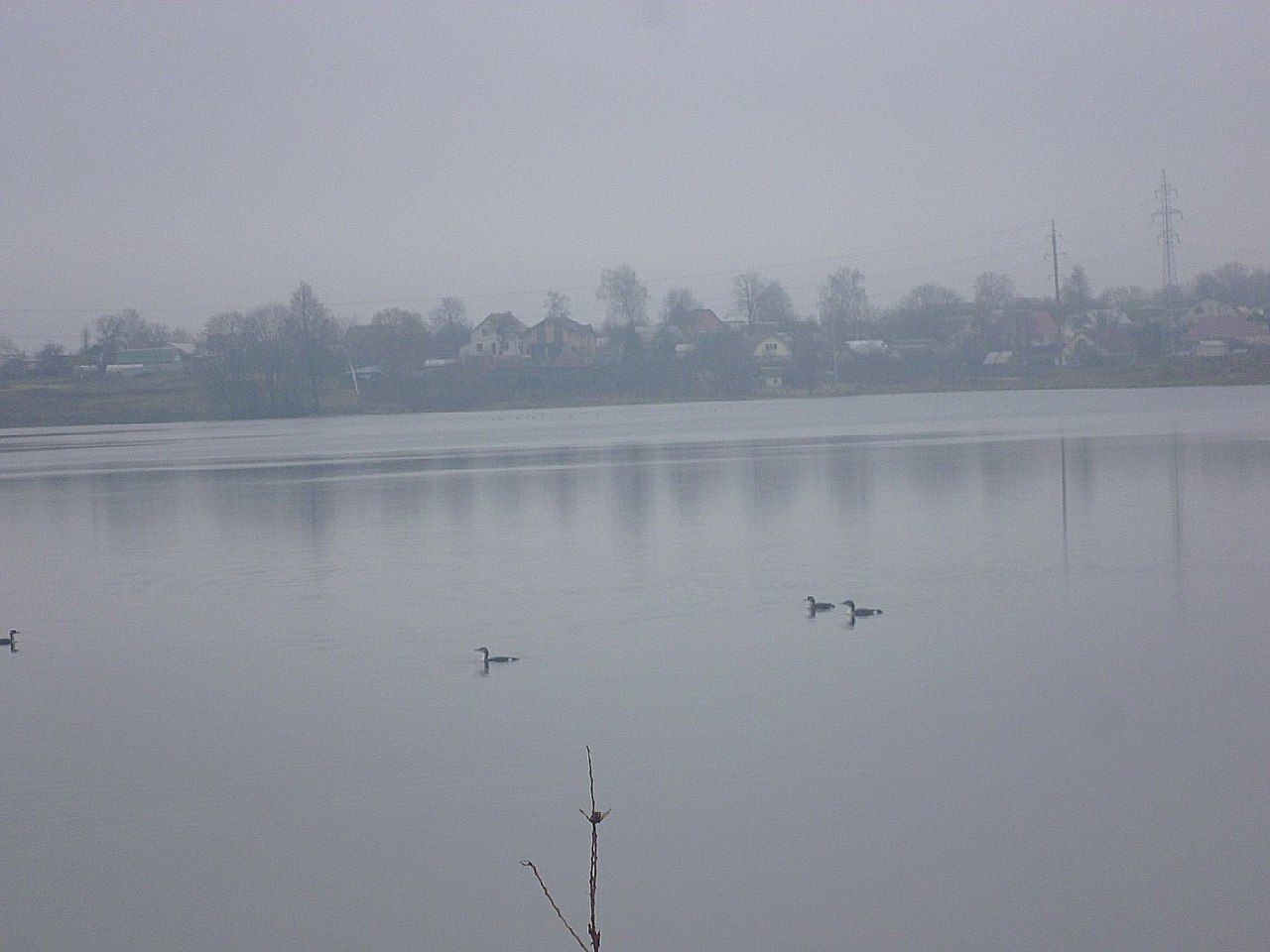 bird, animal themes, tree, animals in the wild, sky, nature, flying, tranquil scene, no people, animal wildlife, lake, tranquility, outdoors, fog, beauty in nature, day, spread wings, water