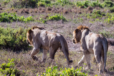 Horses standing in a field