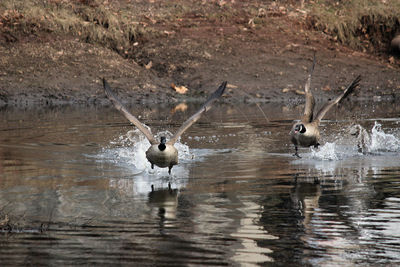 Birds flying over lake