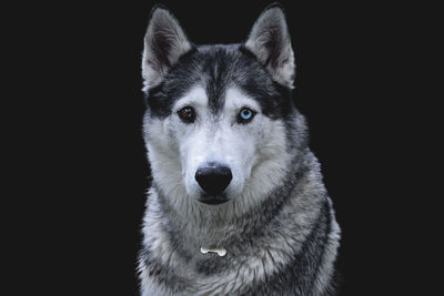 Close-up portrait of a dog over black background