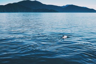 Dolphin in the ocean