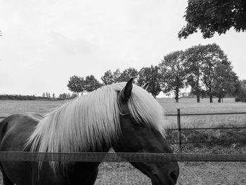 Horse in field against sky