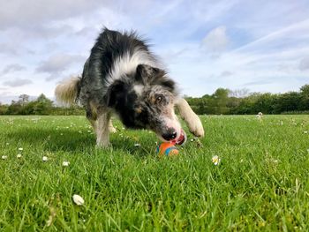 Close-up of dog on field against sky