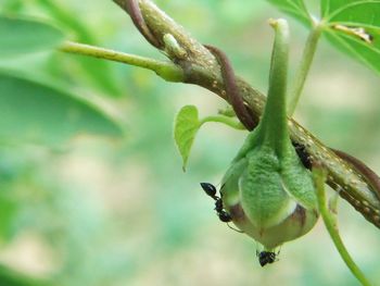 Close-up of insect on plant