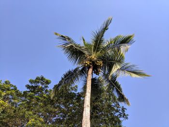 Low angle view of palm tree against clear blue sky