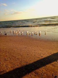 Flock of birds on beach against sky during sunset