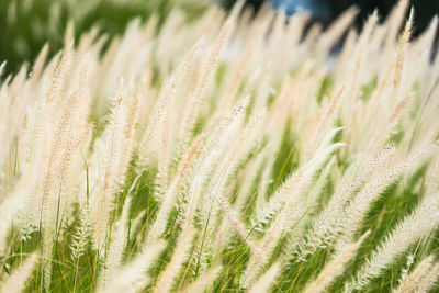 Close-up of stalks in field