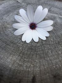 Close-up of white flower