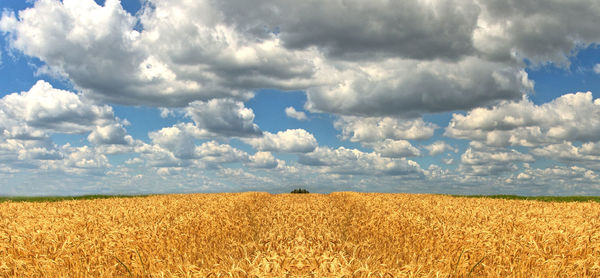 Scenic view of wheat field against sky