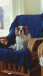 Dog sleeping on sofa