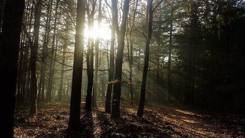 Sun shining through trees