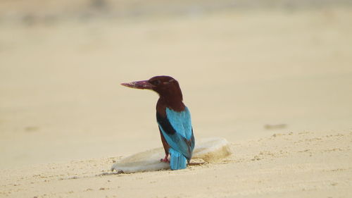 Kookaburra on sandy beach