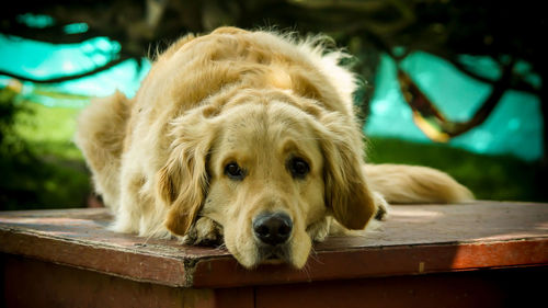 Close-up portrait of a dog