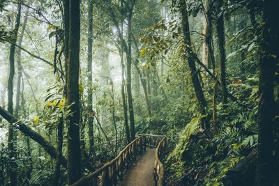 Footbridge amidst forest