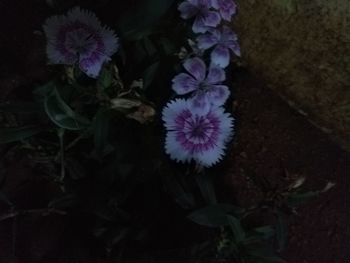 Close-up of purple flowering plant