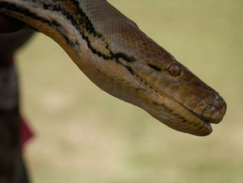 Close-up of lizard