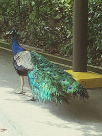 View of peacock