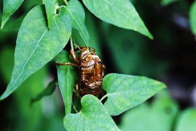 Close-up of insect on leaf