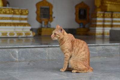 Cat sitting on floor