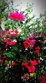 Close-up of pink flowers