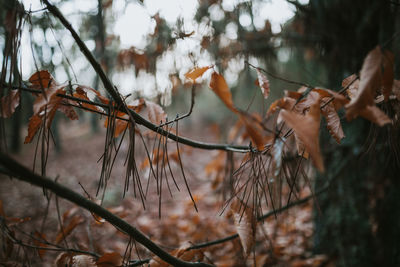 Close-up of dry leaves on branch in forest during autumn