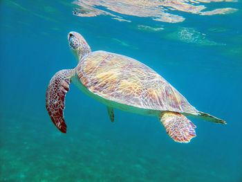 Turtle swimming in sea