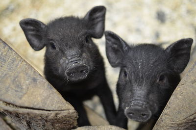 High angle portrait of black piglets