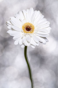 Close-up of white daisy flower