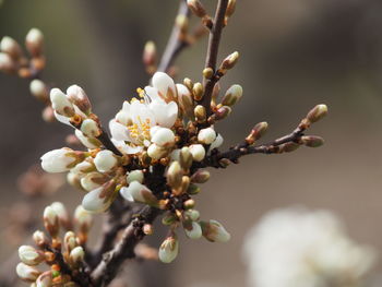 Close-up of white cherry blossoms in spring