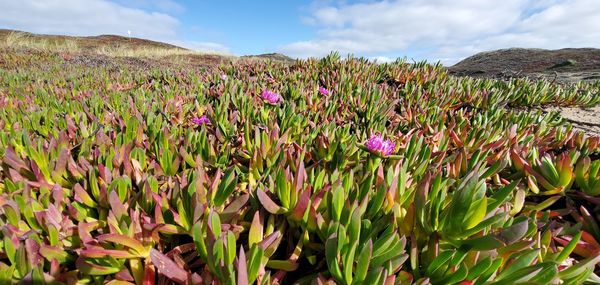 Close-up of purple flowering plants on field