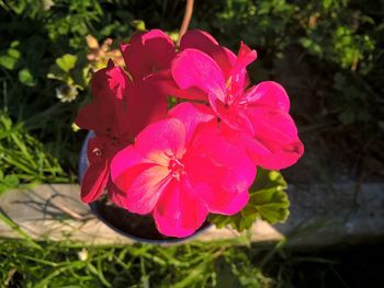 Close-up of pink flowers