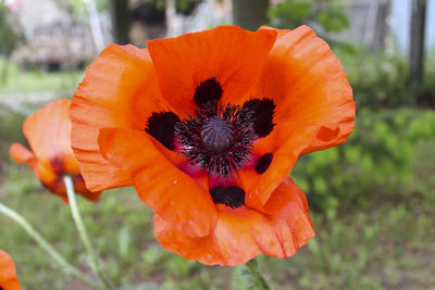 Close-up of orange flower blooming outdoors