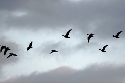 Low angle view of birds flying in cloudy sky