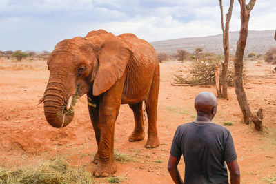 A man standing close to an african elephant - loxodonta africana at a conservancy in nanyuki, kenya